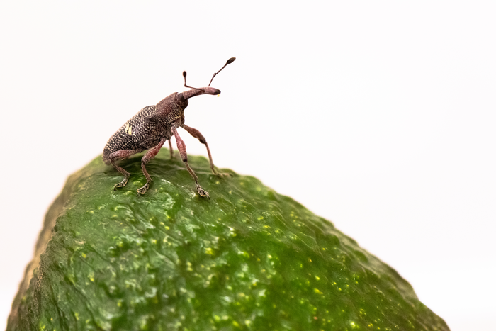 Avocado weevil