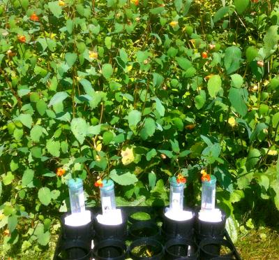 Risk of Ingesting Toxic Metals