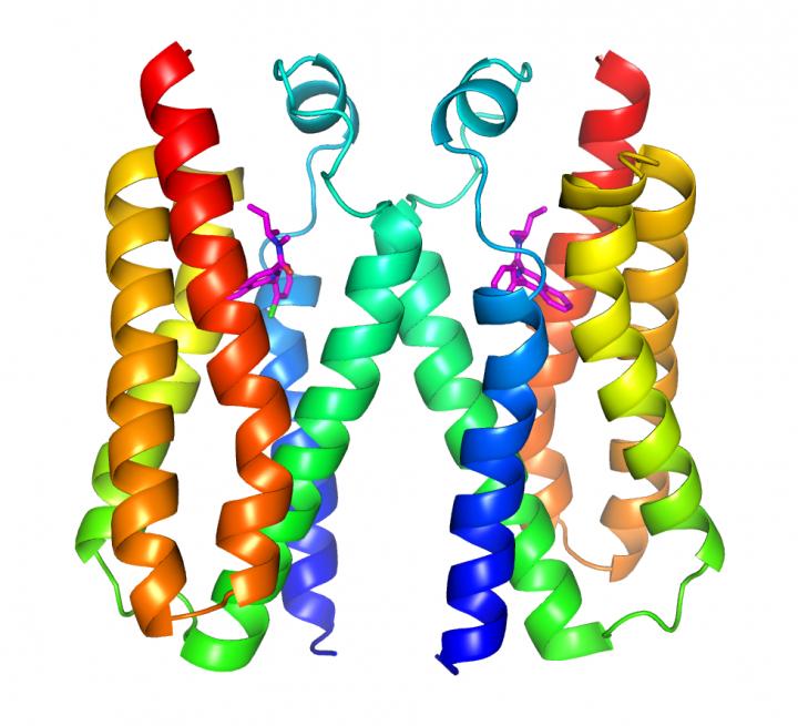 Protein Structure