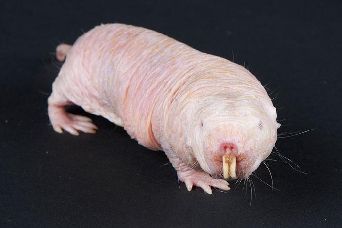 Naked Mole-Rat