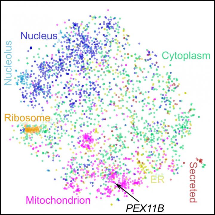 Co-Regulation Map Shows Associations between Human Proteins