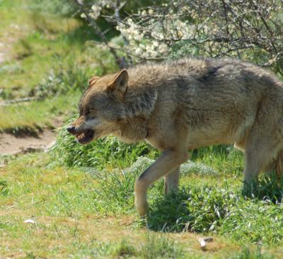 The Iberian Wolf Lives Close to Humans More for Refuge Than for Prey
