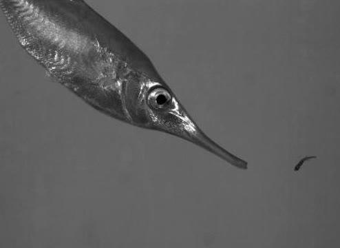 Elastic Slingshot Powers Snipefish Feeding