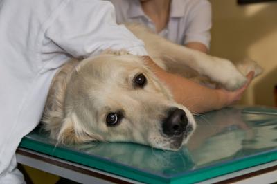 A Dog in Therapy