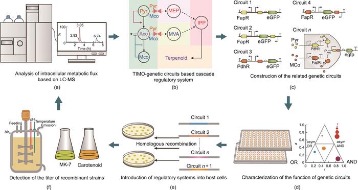 Framework for the TIMO genetic circuit-assisted strategy for remodeling and synergistic regulating IPP metabolism.