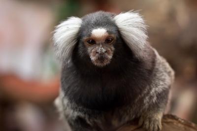Marmoset Monkey