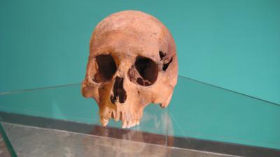 Copernicus Skull