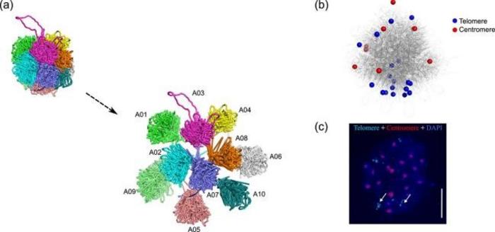 Reconstructed particle-on-a-string 3D genomes of Brassica rapa.