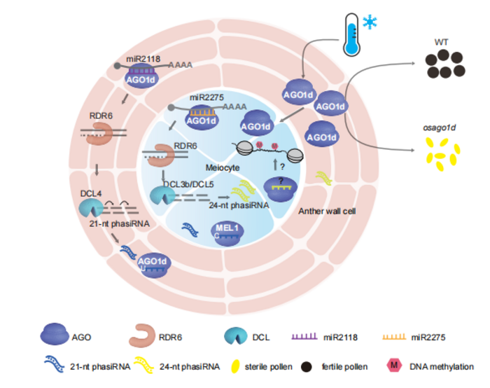 OsAGO1d functions in phasiRNA biogenesis in rice anther