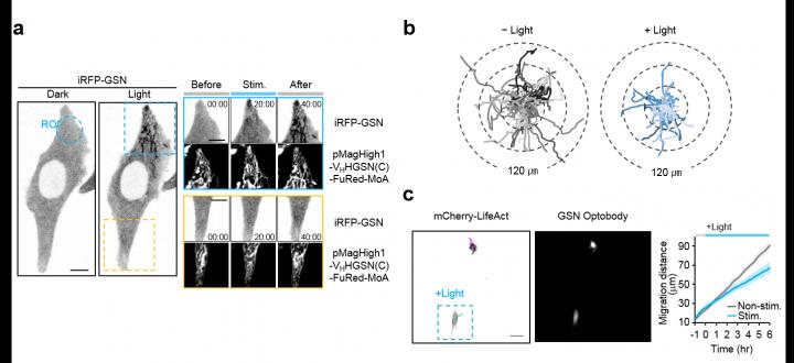 Inhibition of Endogenous Protein Function by the Photo-Activated Optobody