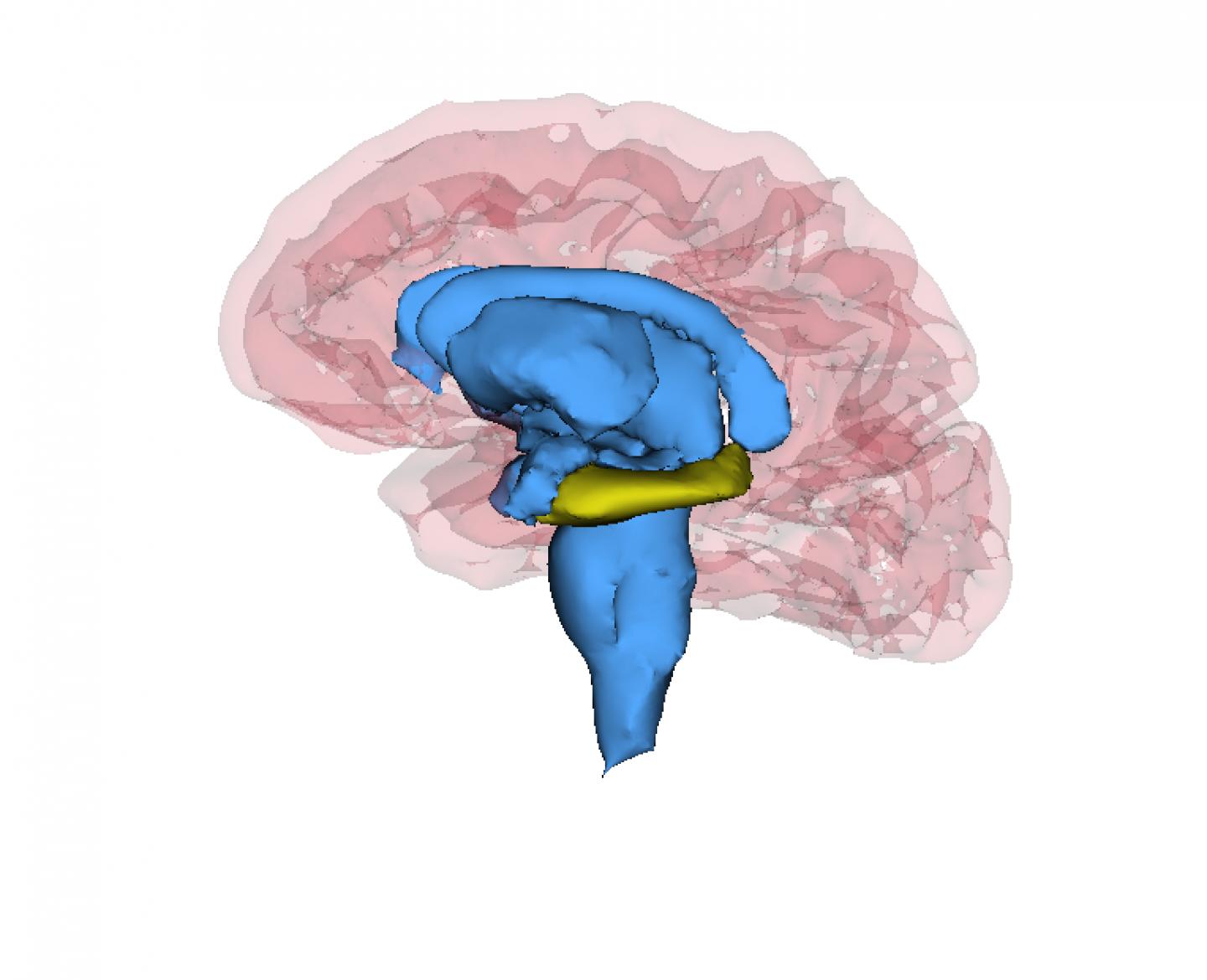 Example of Hippocampus (Highlighted in Yellow) in a Healthy Person.