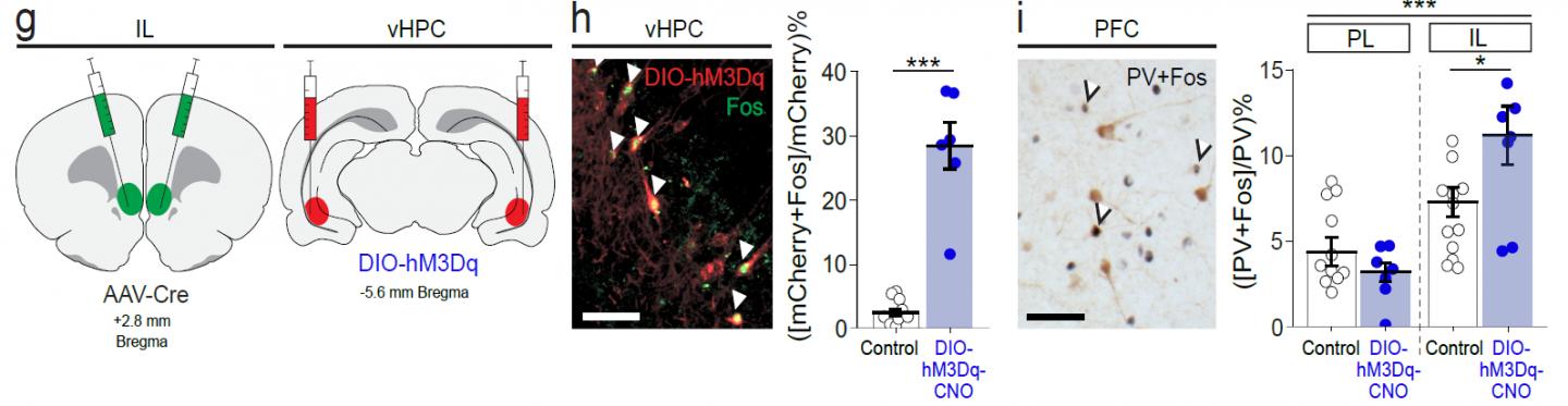 Pharmacogenetic Activation of the Ventral Hippocampus