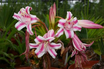 Crinum from South Africa