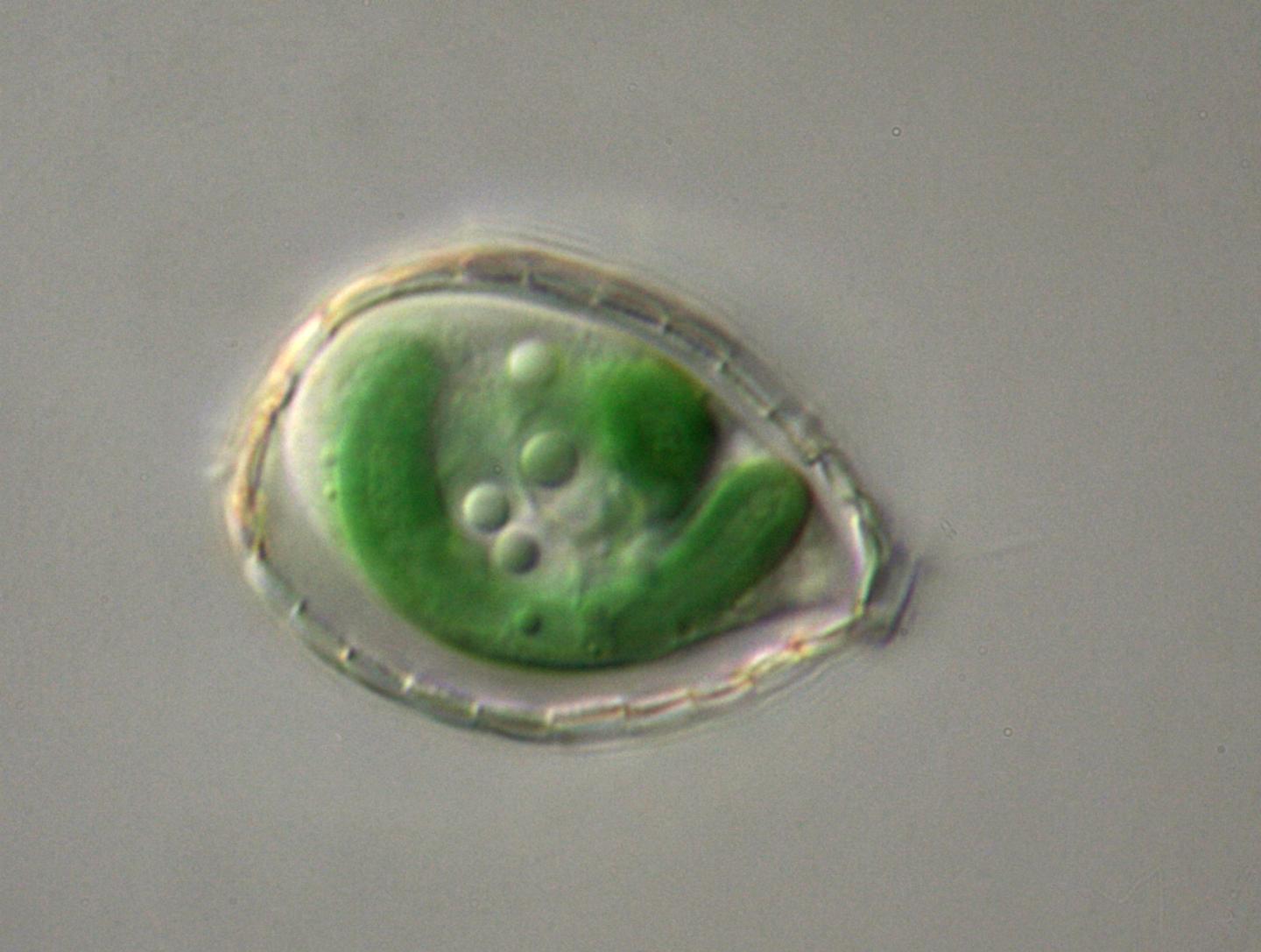 the Single-Celled <i>Paulinella</i>