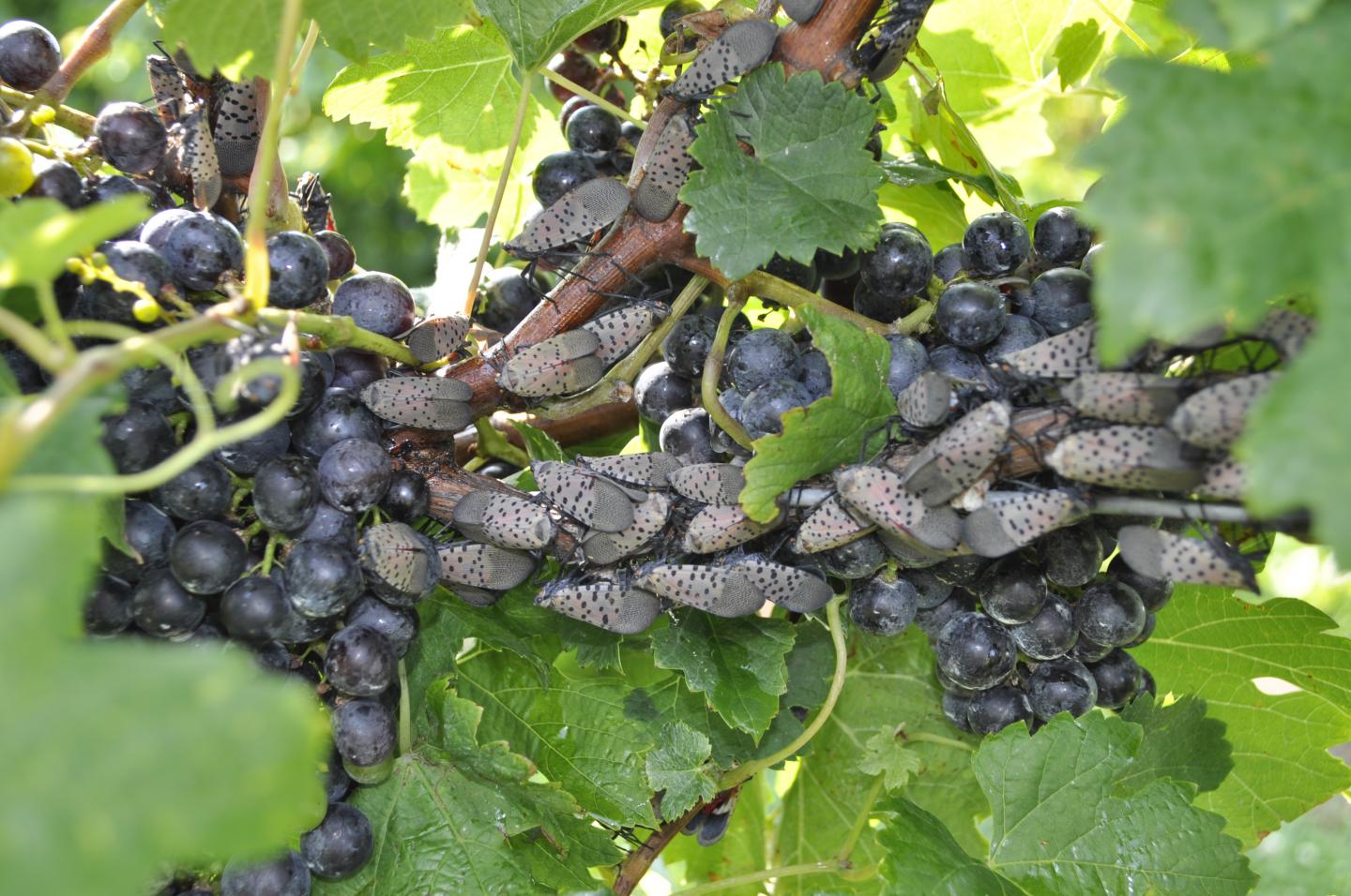 Lanternflies Grapes