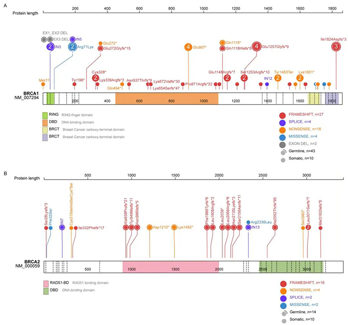 Figure 1: Distribution of BRCA1 and BRCA2 gene mutations. 31.2% of patients had BRCA gene mutations, 53 in BRCA1 and 22 in BRCA2