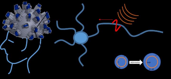 Researchers study the effect of neural stimulation  by ultrasonic waves