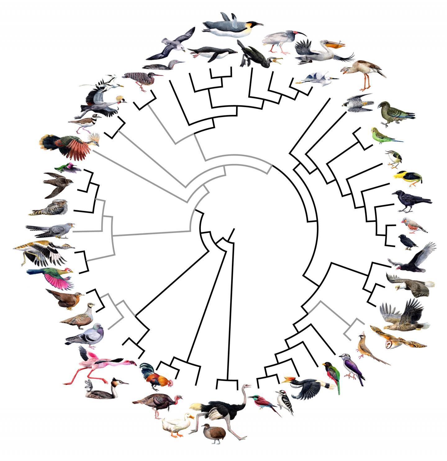 research on evolution of birds