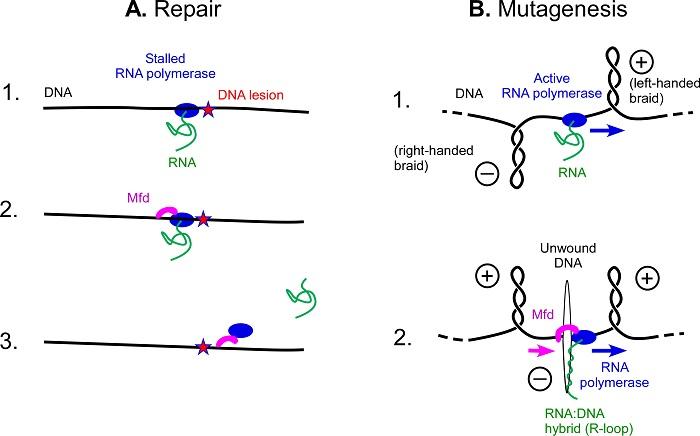 Schematic view of repair or mutagenesis processes.