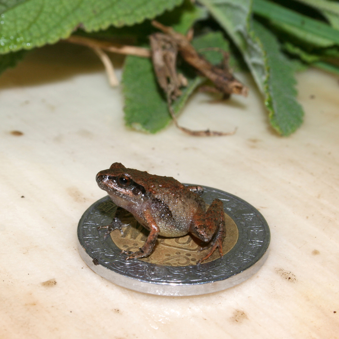 Pteridinium carolinaensis (elongate specimen) from Little Bear