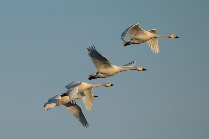 Bewick's swans in flight