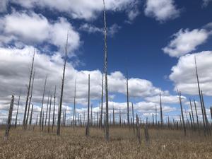 Ghost forest