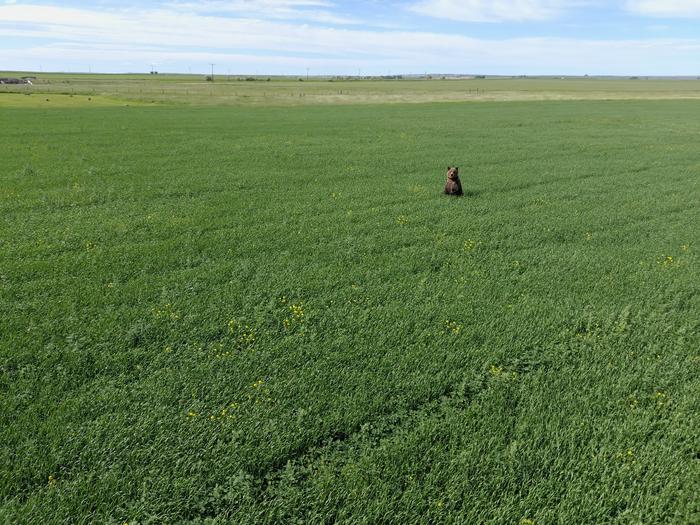 Bear in field