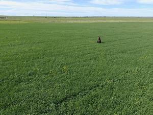 Bear in field