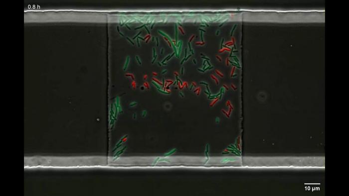 Gene transfer