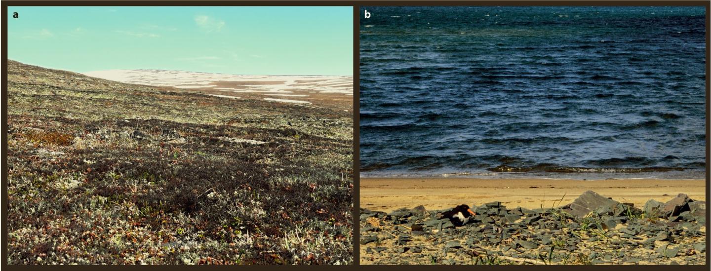Between-Species Variation in Incubation Rhythms in Shorebirds