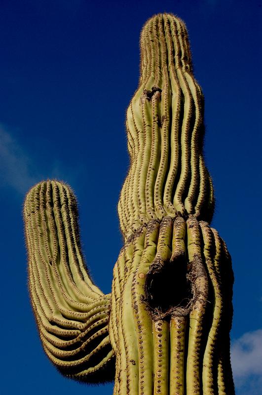 Saguaro