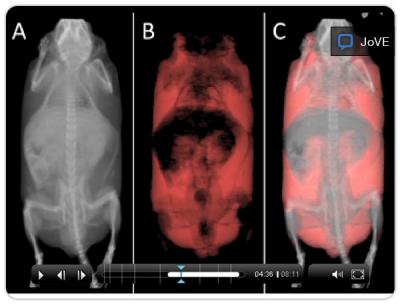 CT Image of an Obese Mouse