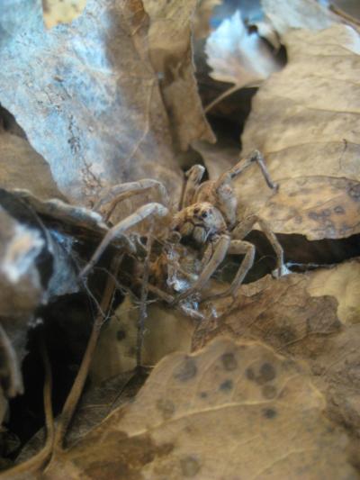 Thirsty Wolf Spider