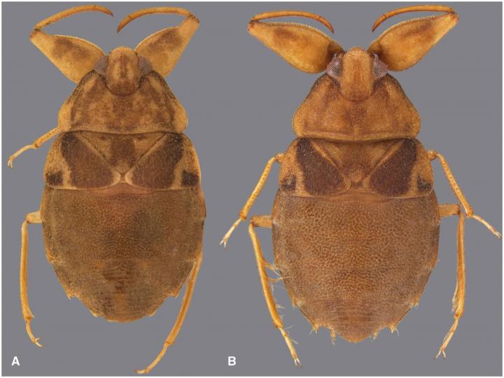 <i>Procryphocricos pilcopata</i>