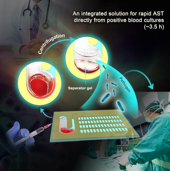 On-chip pretreatment and rapid AST based directly on positive blood cultures