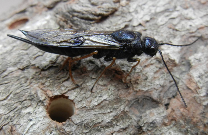 Sirex noctilio/Sirex woodwasp.