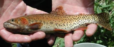 Greenback Cutthroat Trout