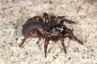Disappearing Trapdoor Spiders
