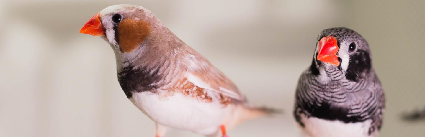 Zebra Finches