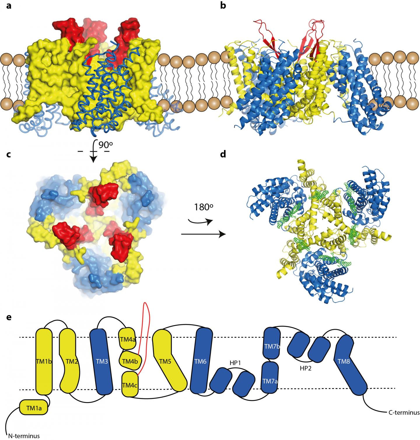 Structural Model of ASCT2