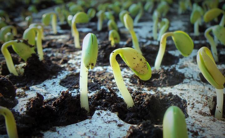 Soybean plants