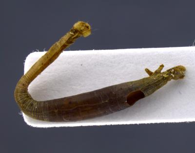 Mummified Host Caterpillar