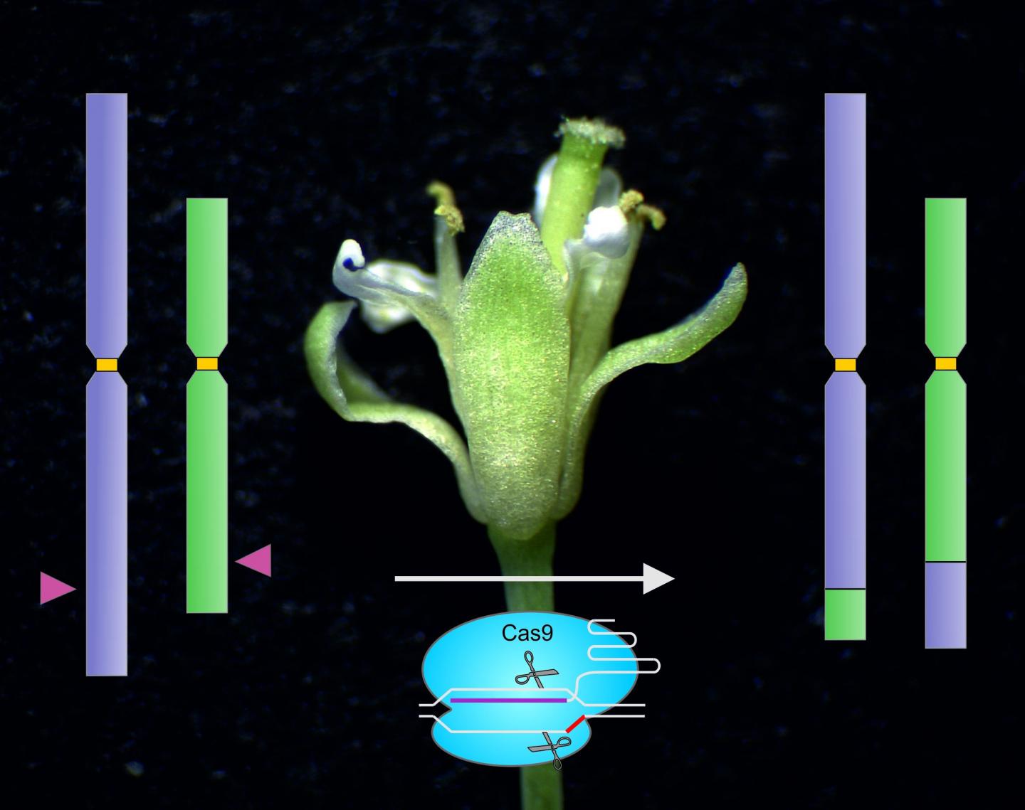 Exchange of Arms between Chromosomes Using Molecular Scissors