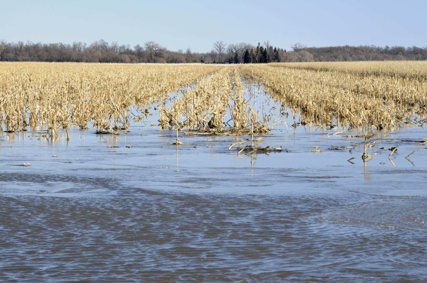 Flooded Farmland