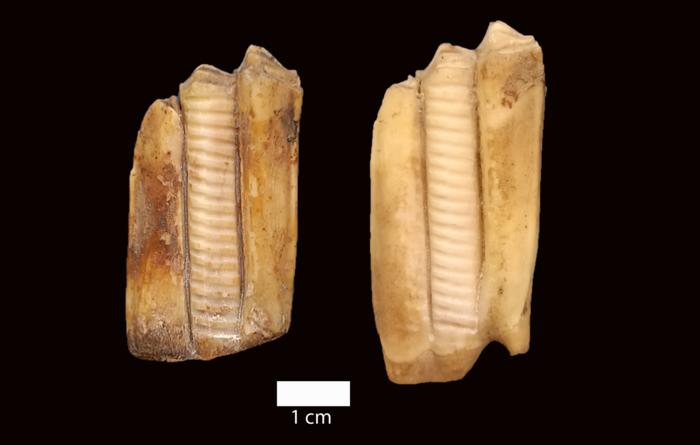 Early herding communities of the Southern Iberian Peninsula used a wide variety of livestock management strategies