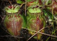 A Close-Up of the Australian Pitcher Plant