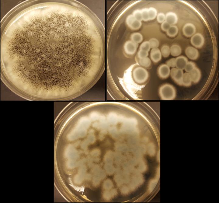 Fungi Recycle Rechargeable Lithium-Ion Batteries