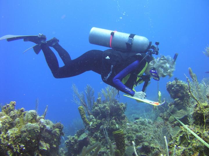 Surveying a Reef