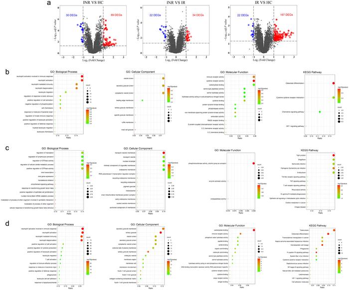 Volcano plots and functional enrichment analyses of the upregulated and downregulated differentially expressed genes (DEGs).