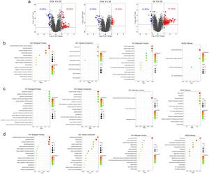 Volcano plots and functional enrichment analyses of the upregulated and downregulated differentially expressed genes (DEGs).